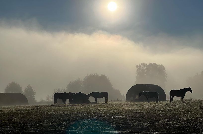 Flocken i morgondimma på Uddens Sjögård