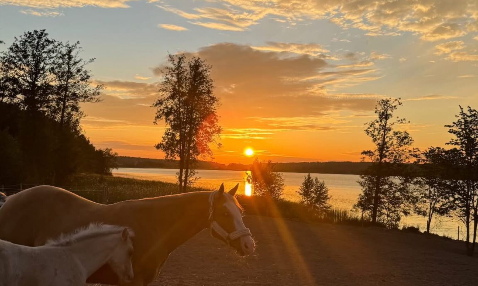 Hästar vid Mälaren i solnedgång