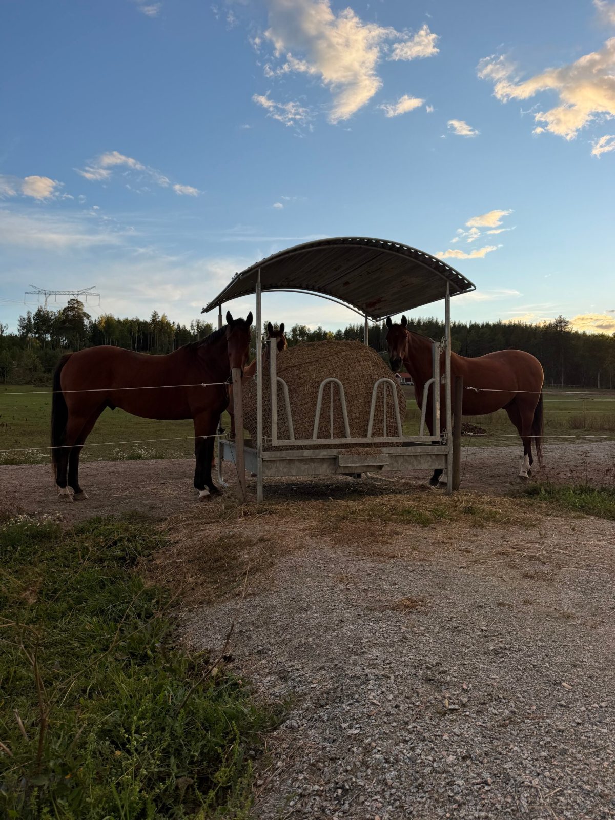 Utfodring med hösilage i knutfria hönät