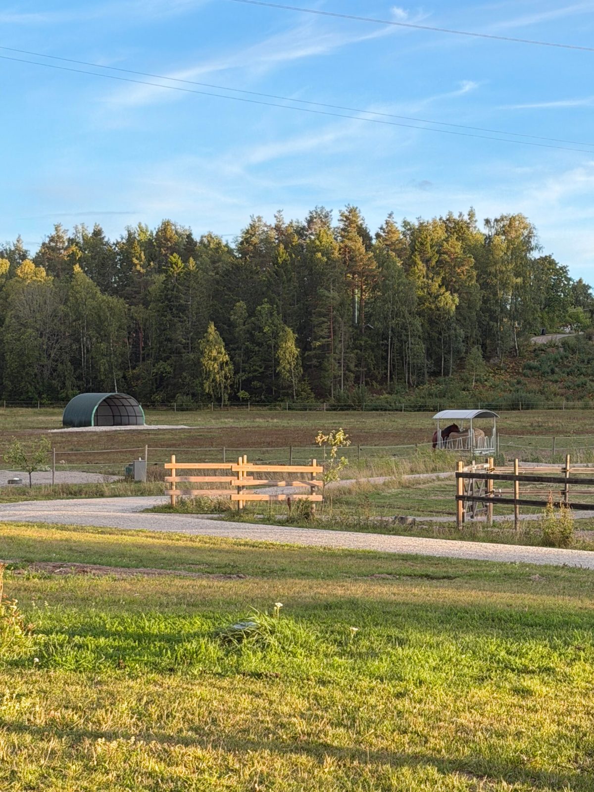 Hästar i flock i hagen på Uddens Sjögård