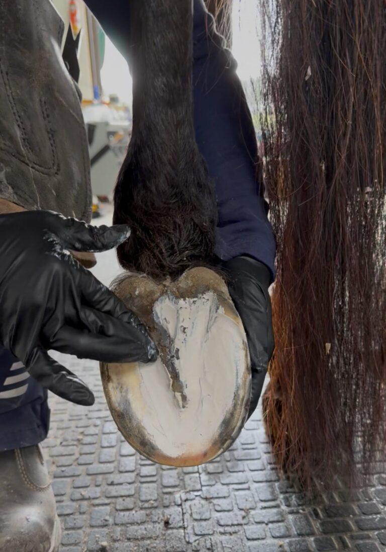 Hovvård på plats hos Uddens Sjögård